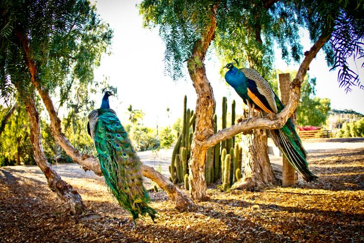 Leo Carrillo Ranch Historic Park | T.B. Penick & Sons, Inc.