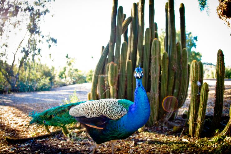 Leo Carrillo Ranch Historic Park | T.B. Penick & Sons, Inc.